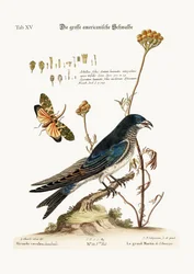 Der große amerikanische Martin, 1749-73